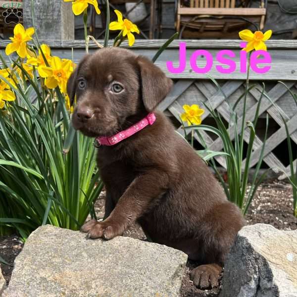 Josie, Chocolate Labrador Retriever Puppy